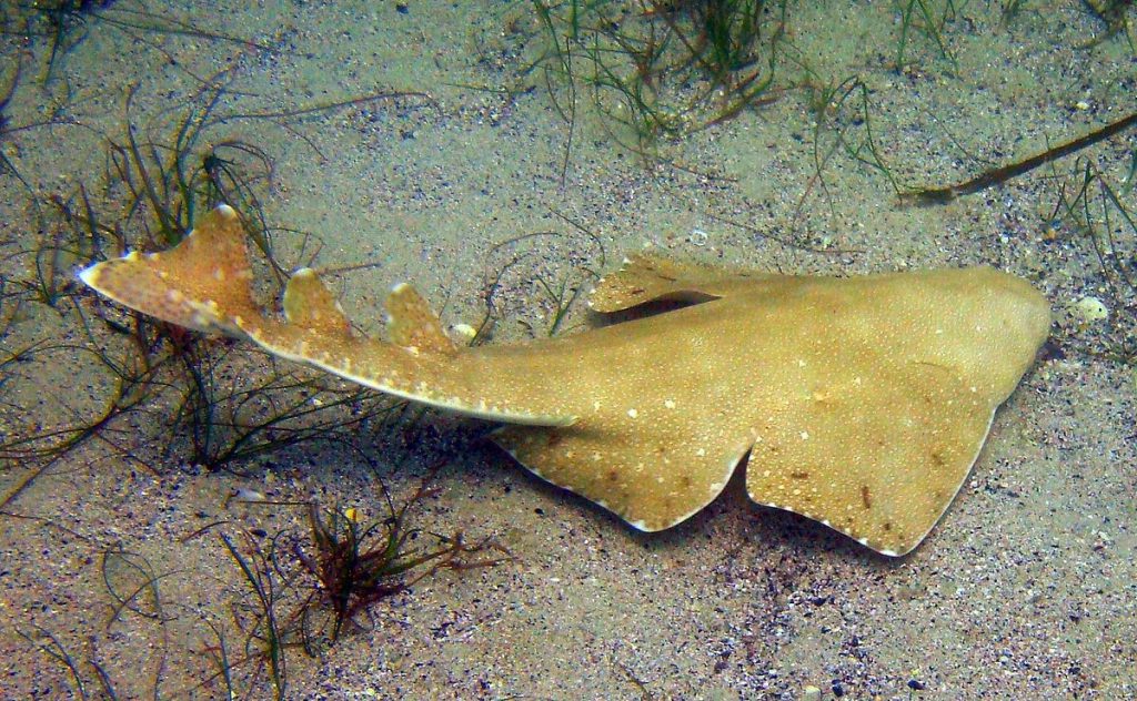 Angel Shark 1200px Squatina australis