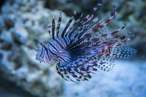 Pterois (Lionfish)