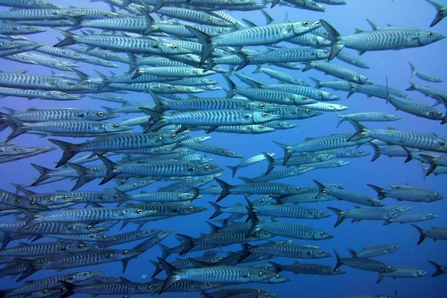 school of barracudas