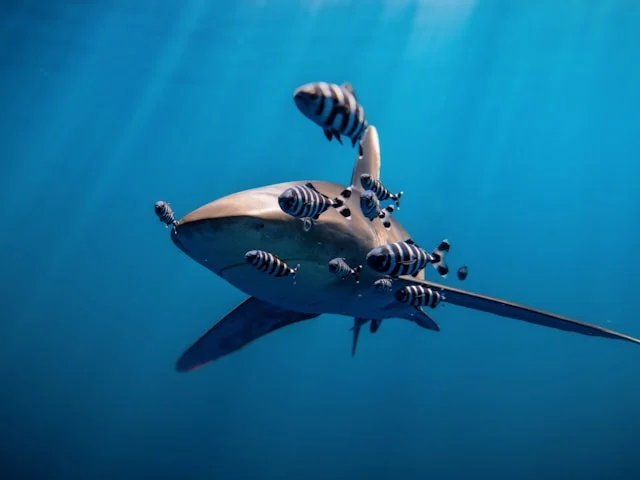 oceanic white tip shark