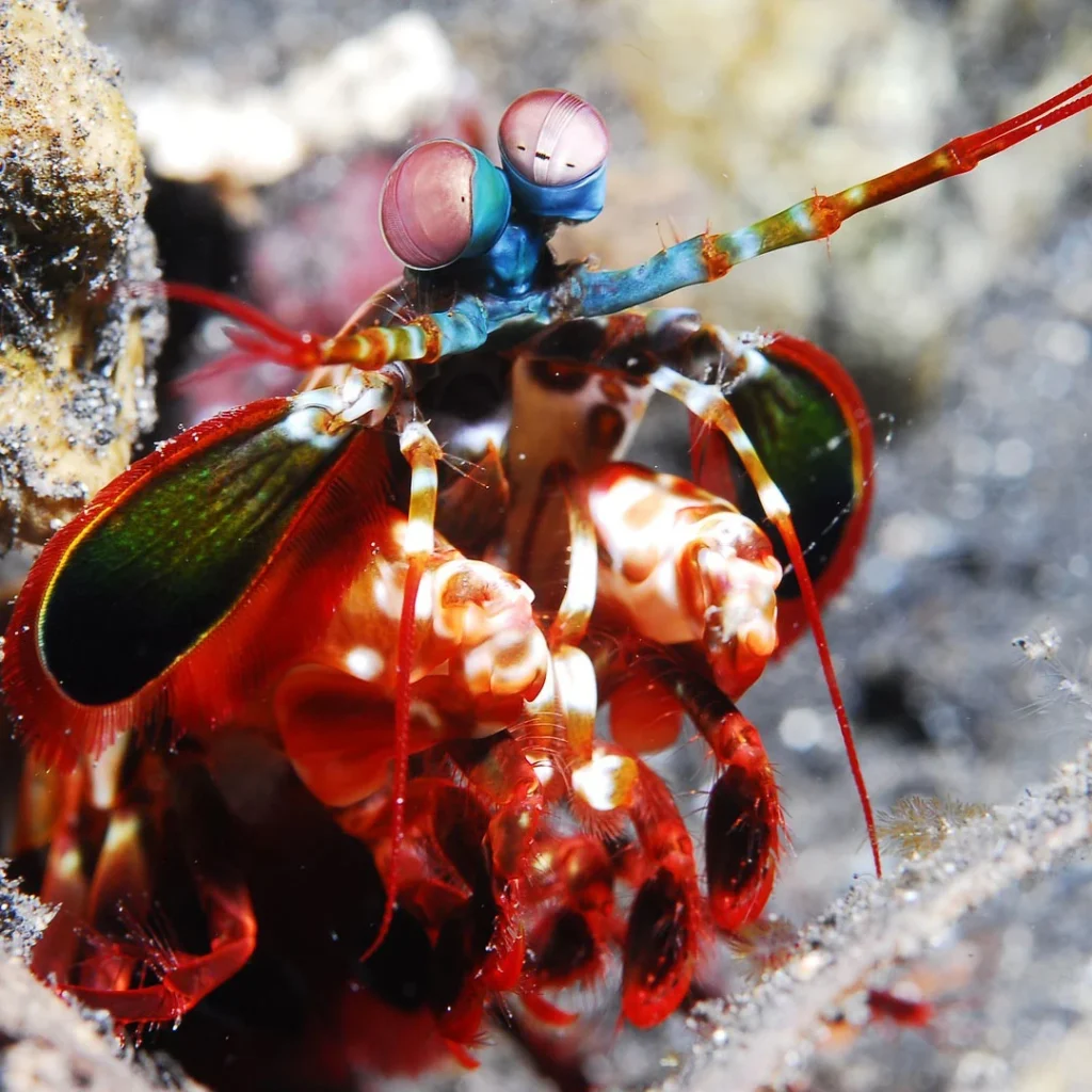 Mantis shrimp