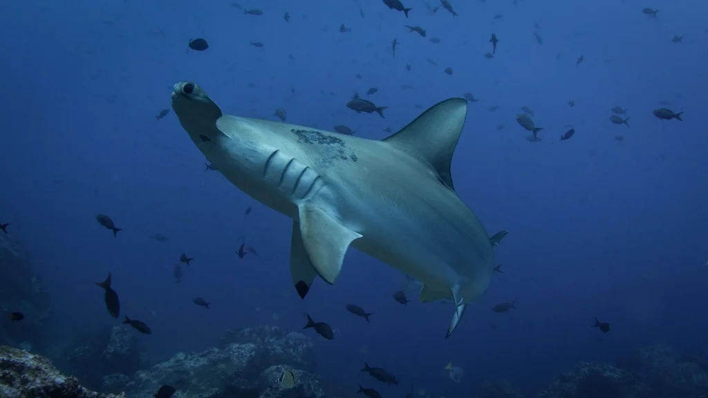 hammerhead shark 5024656 1920