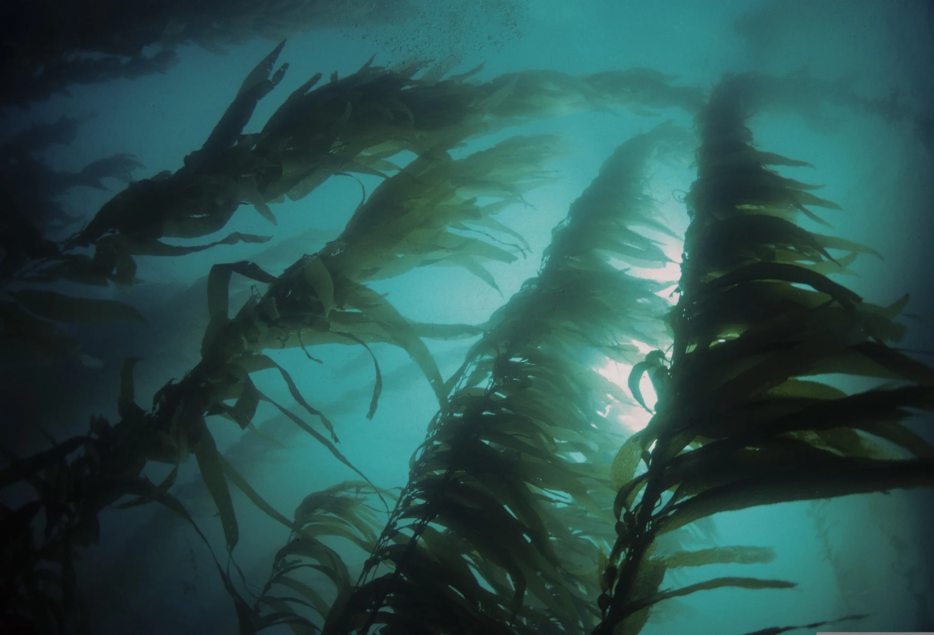 kelp forest
