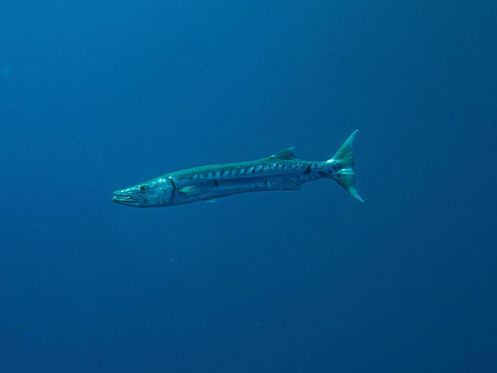 barracuda Franziska Stier 1920