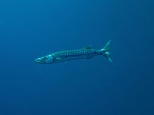 Barracuda
