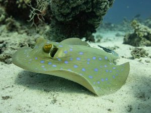 Bluespotted ribbontail ray