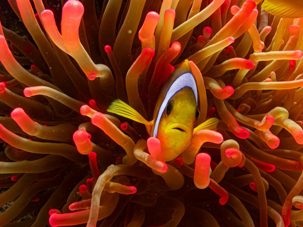 clownfish 2 Franziska Stier 1920