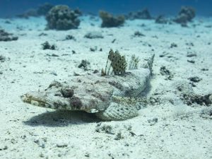 Crocodile fish