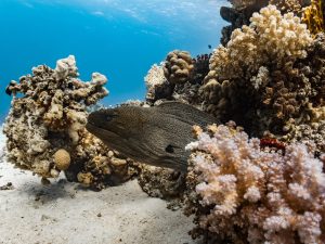 Moray eel
