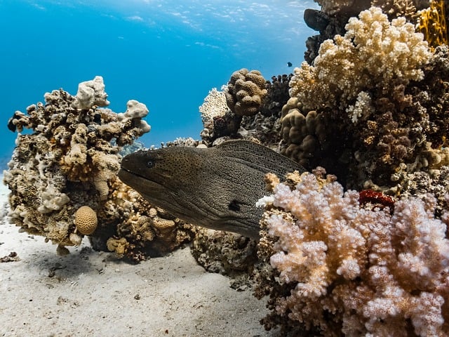 Moray eel