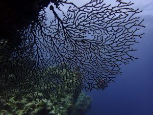 Gorgonia coral
