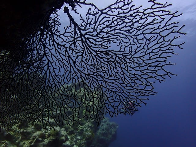 Gorgonia coral
