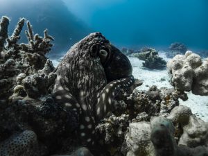 Octopus