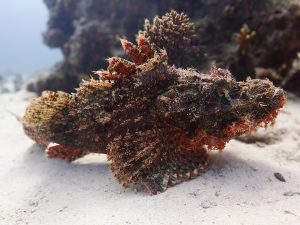 Scorpion fish