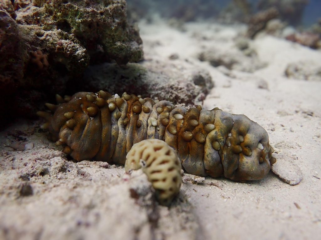 sea cucumber Franziska Stier 1920
