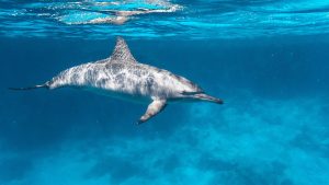 Spinner dolphin