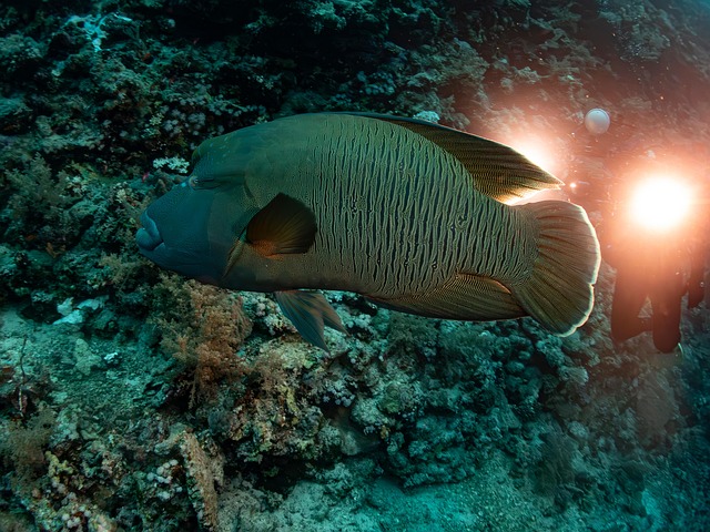 Napoleon wrasse