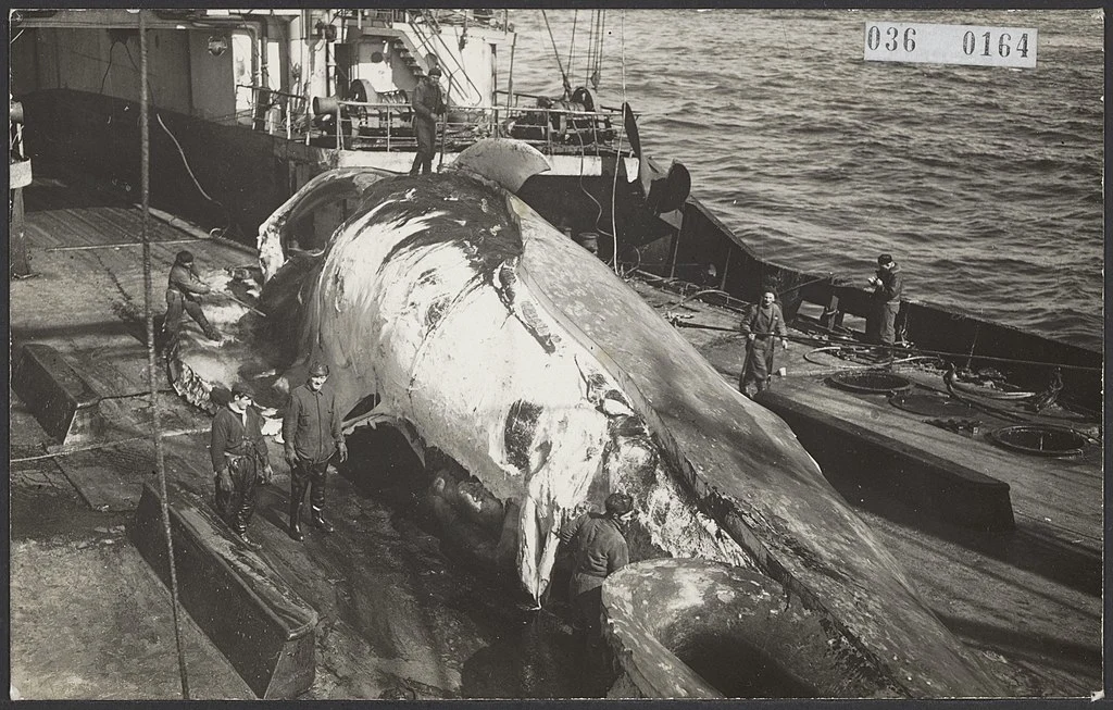 Whaling - workers flensing whale on whaling ship