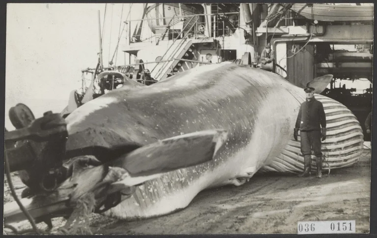 Whaler standing by killed whale