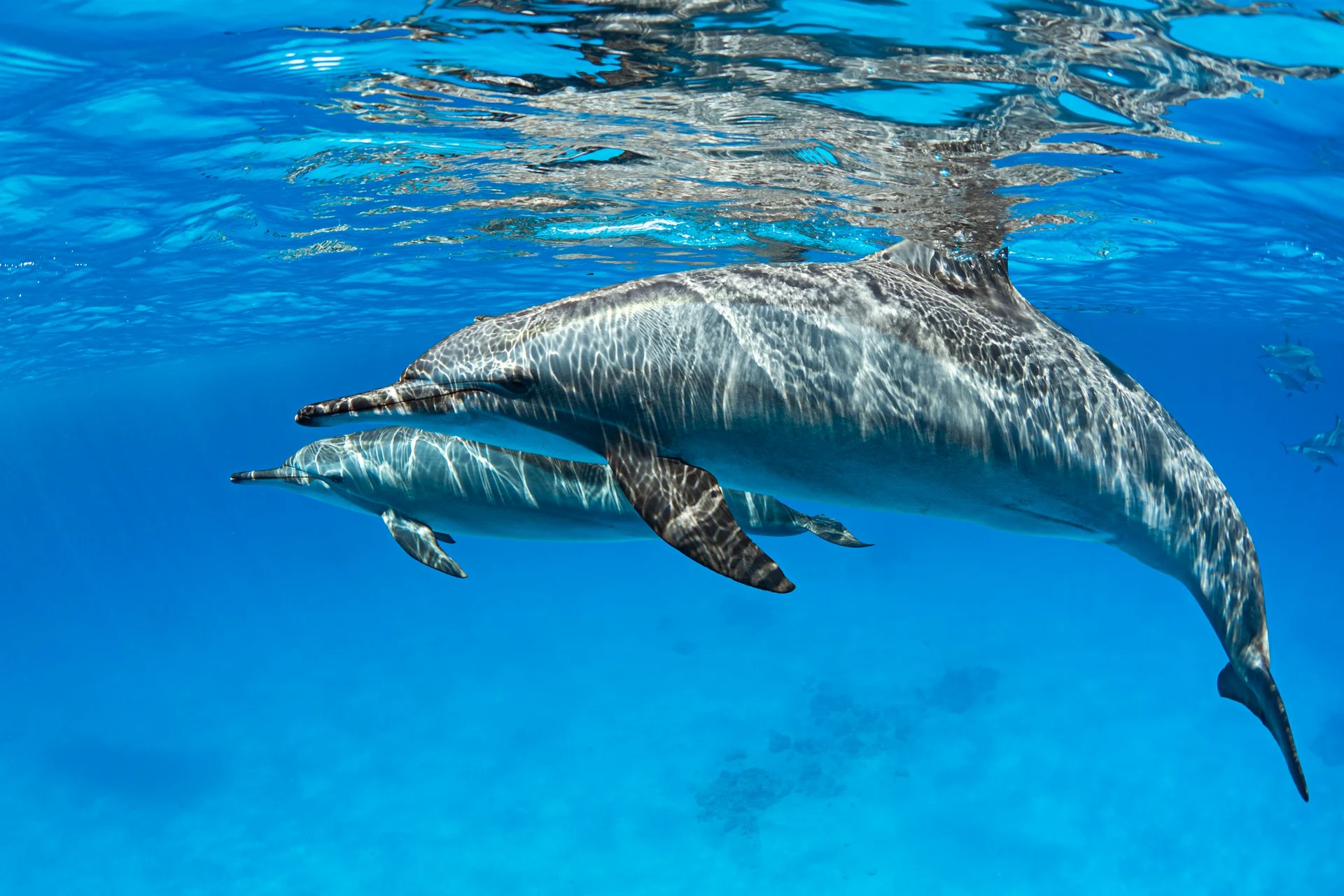 bottlenose dolphin
