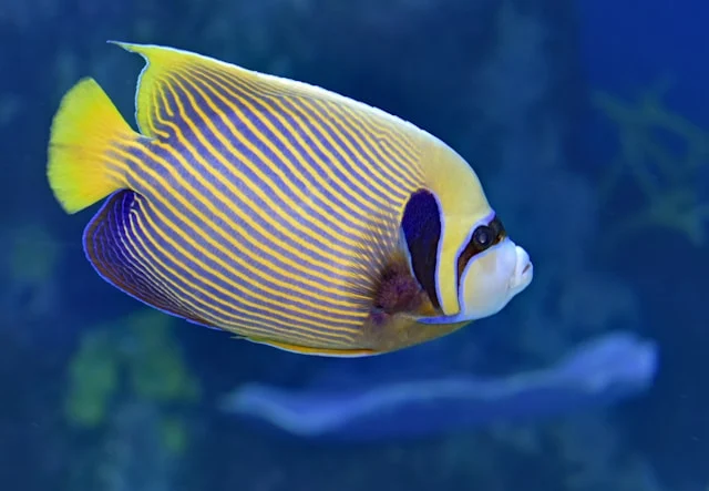 david clode angel fish unsplash