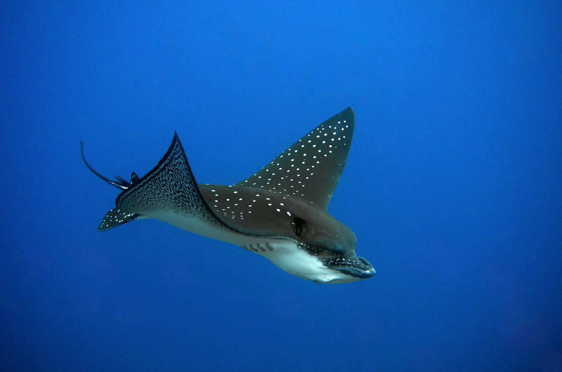 eagle ray