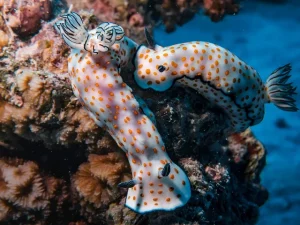 Nudibranch