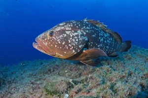 Grouper
