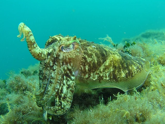 squid 2 Martin Str