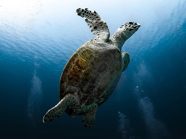 Hawksbill Turtle