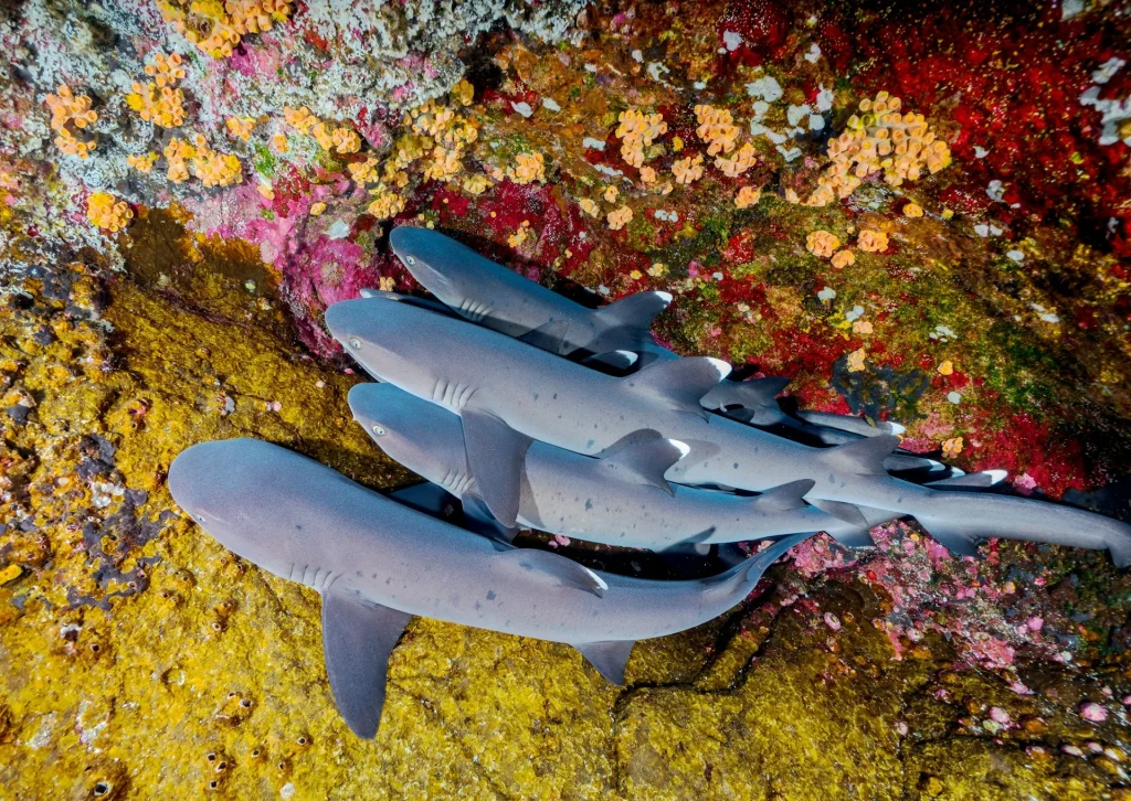 whitetip reef shark