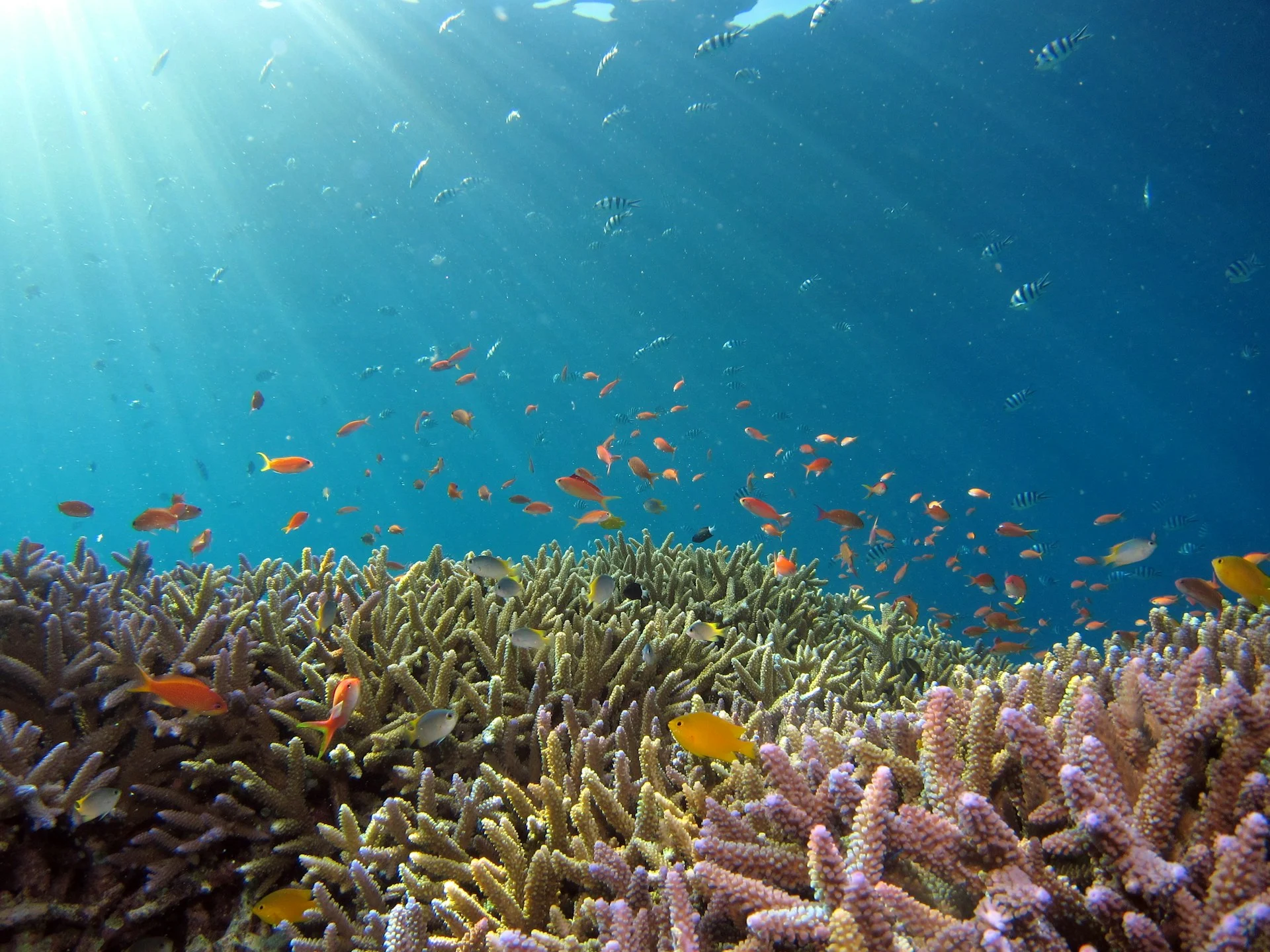 coral reef in the ocean