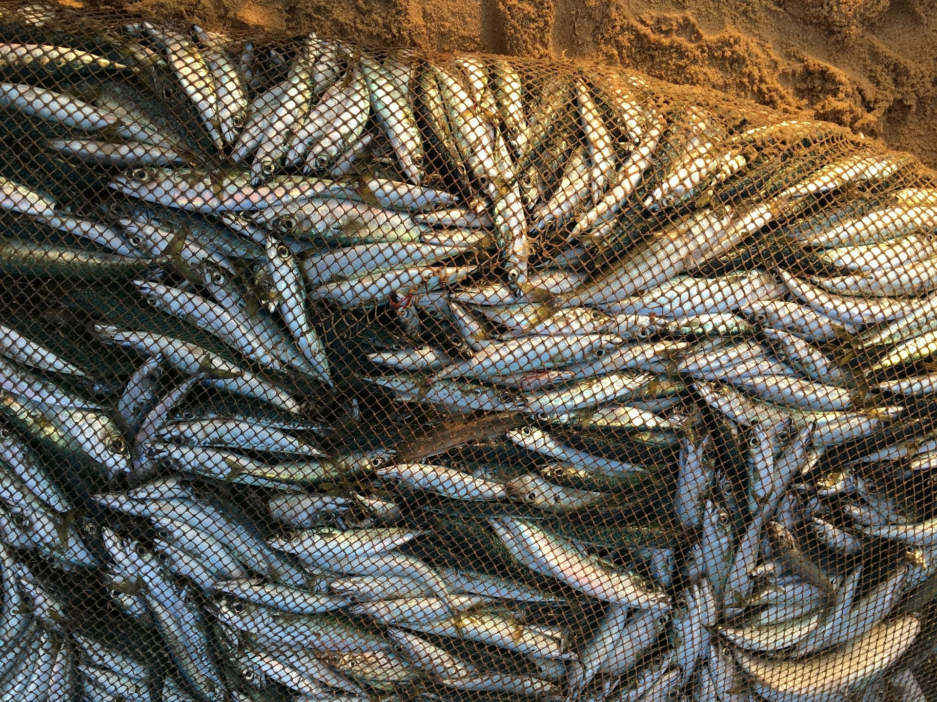 ocean fish in the fishing net
