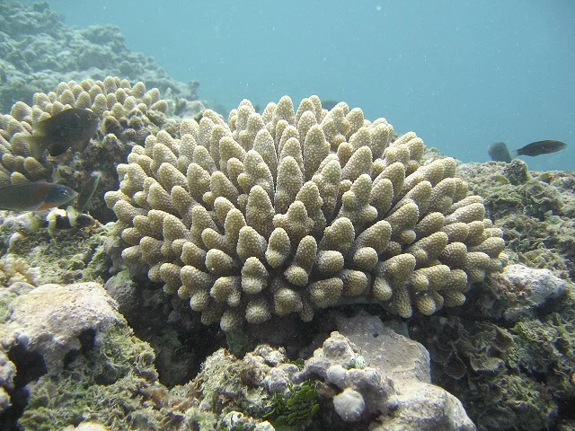 acropora coral