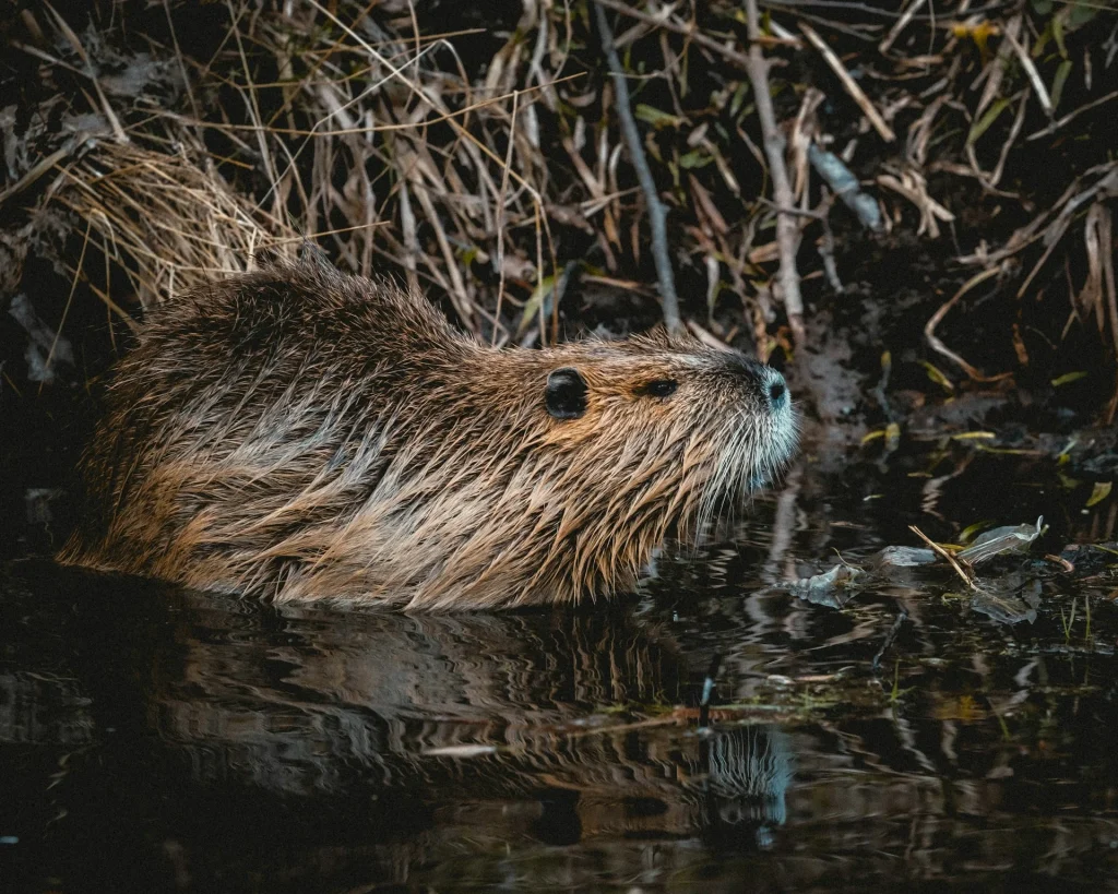 keystone species beaver