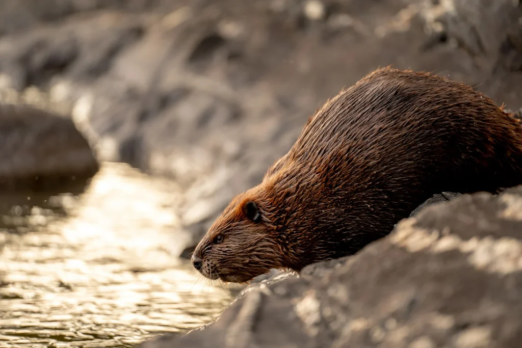 keystone species beaver