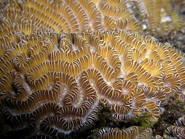 platygyra coral