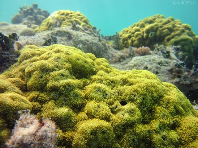 porites coral