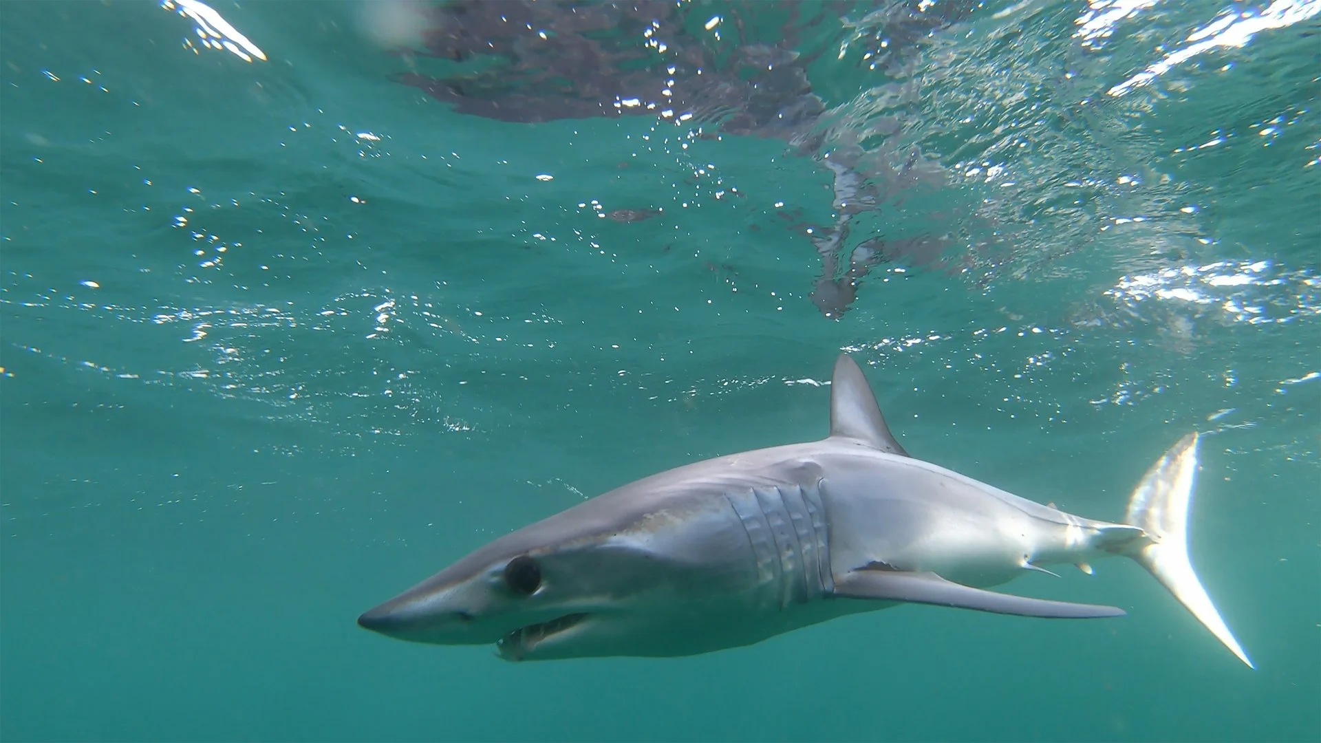 shortfin mako shark
