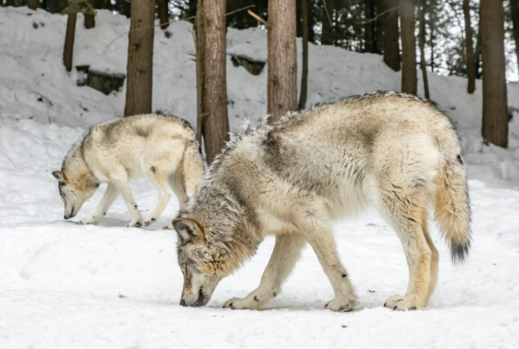 wolves by eva blue unsplash