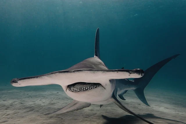 great hammerhead shark