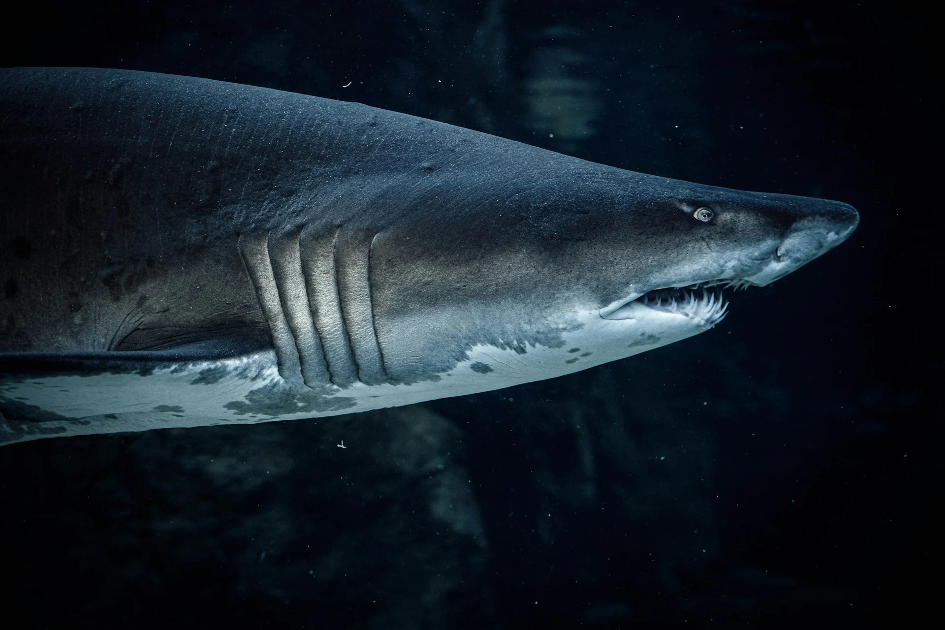 sandtiger shark