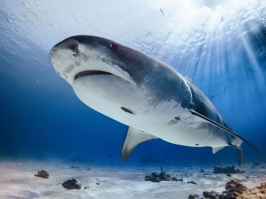 tiger shark