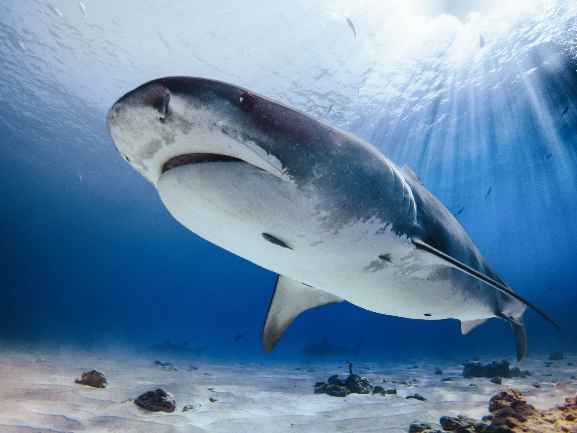 tiger shark