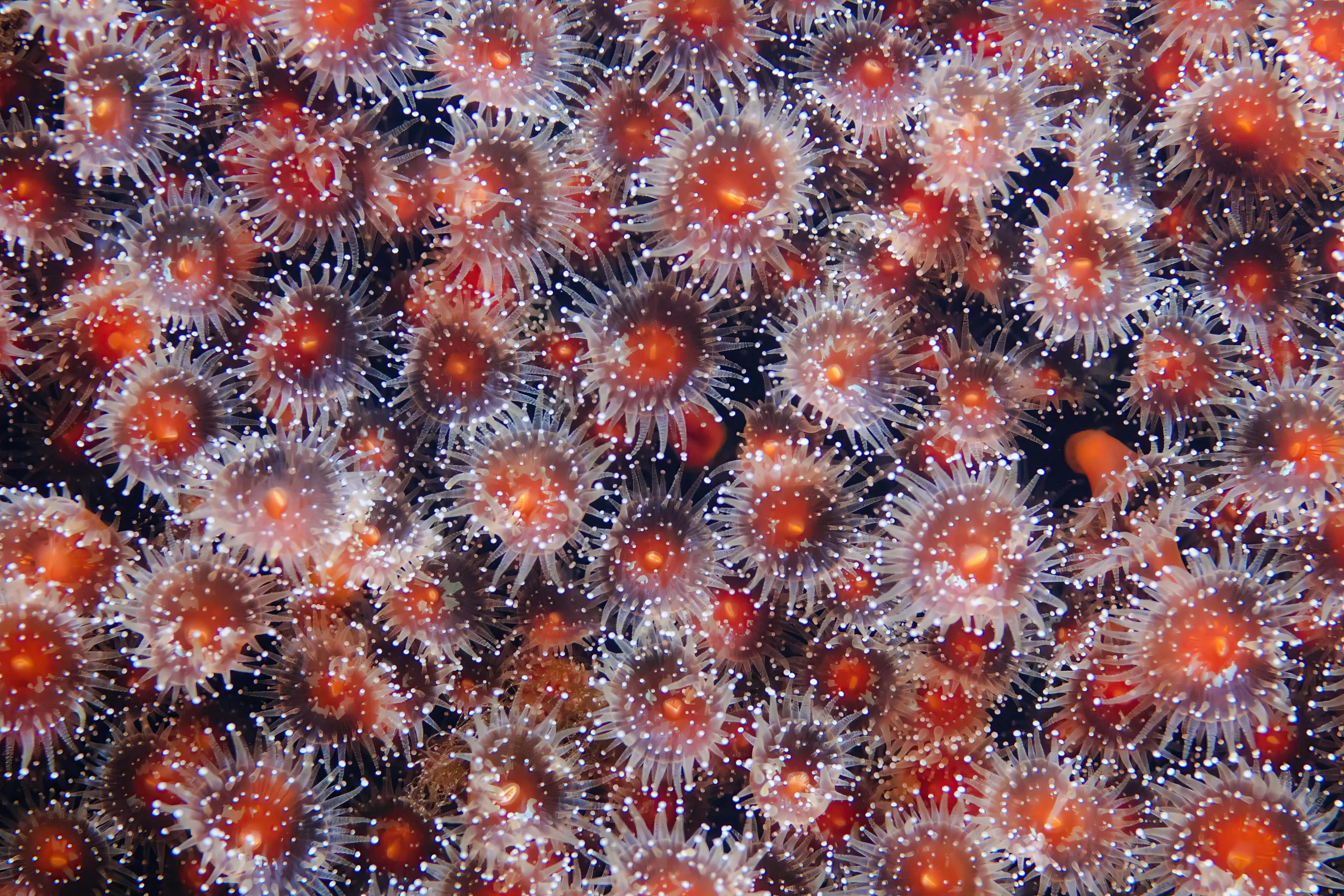 coral polyps