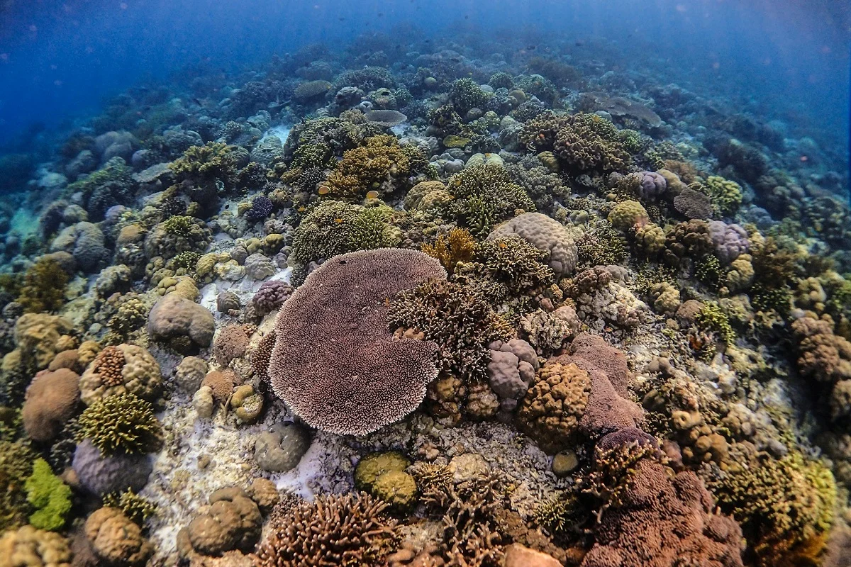 coral reef marine ecosystem