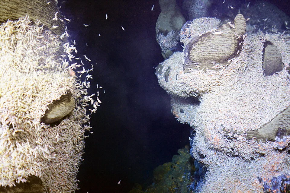 life at deep sea hydrothermal vent