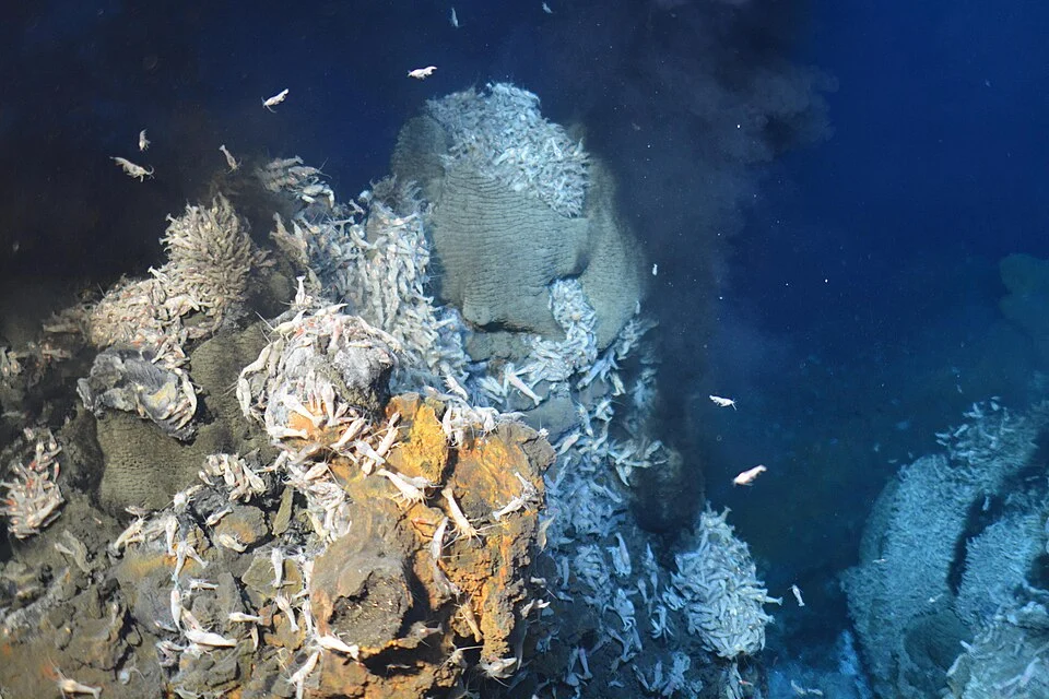 life at deep sea hydrothermal vent