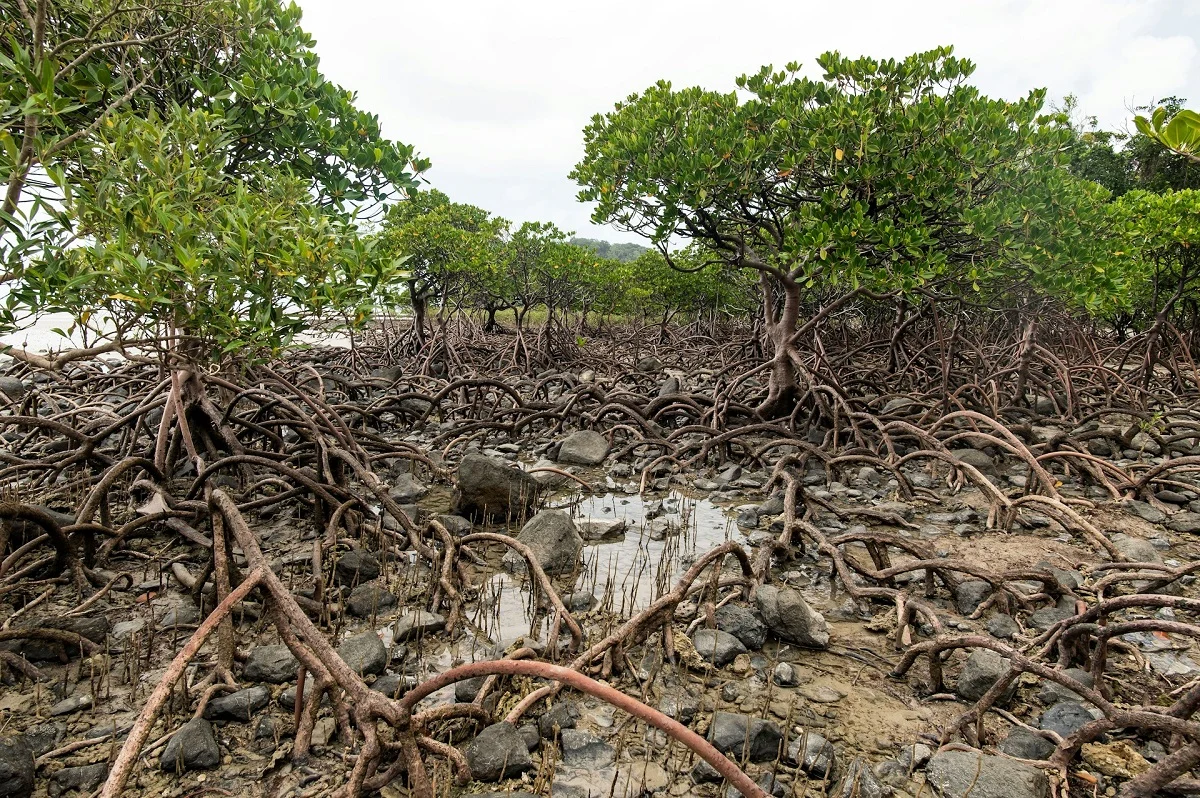 mangrove trees marine ecosystem