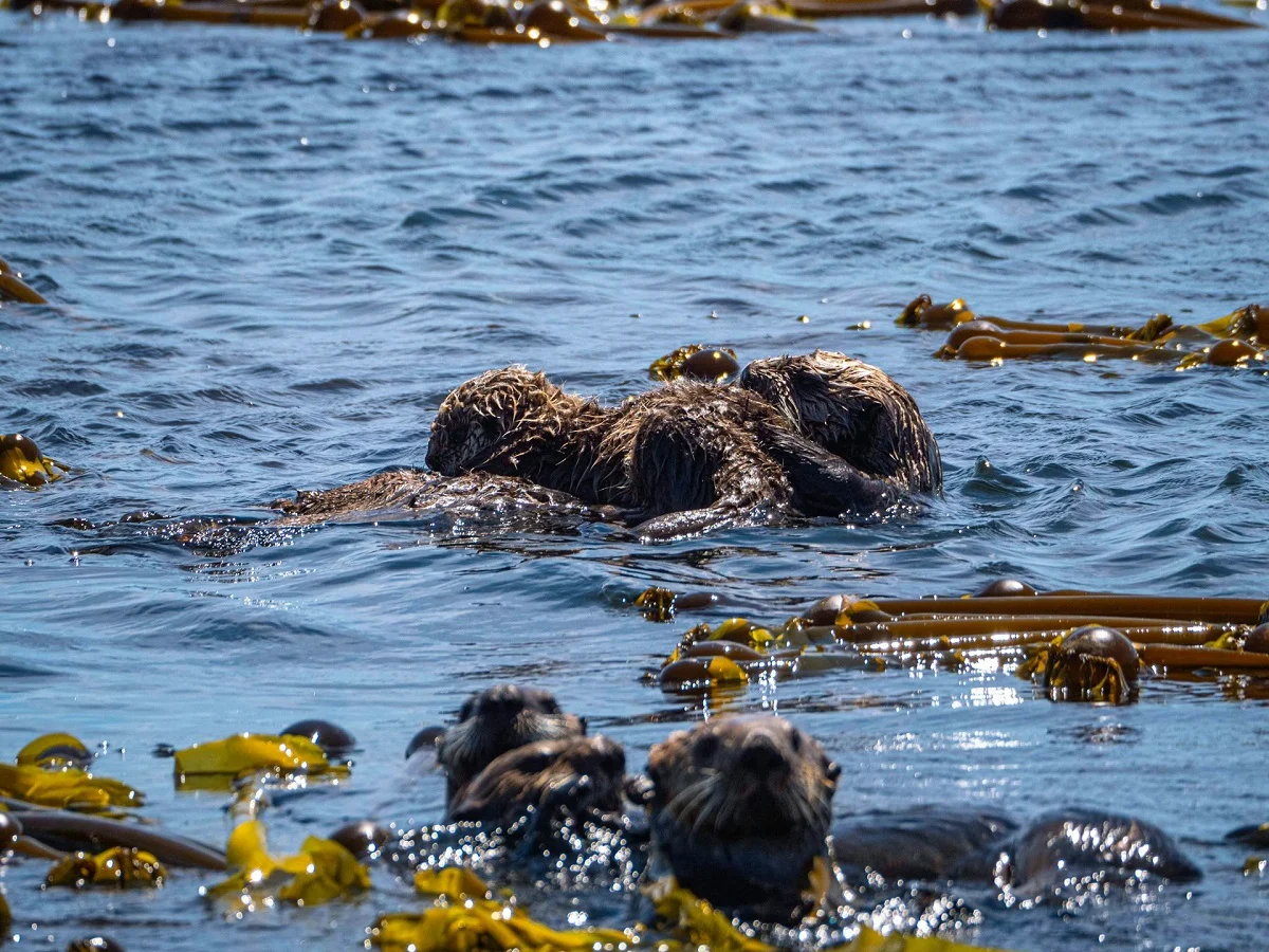 otters in kelp